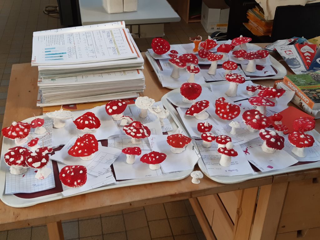 Champignons vénéneux cm2b